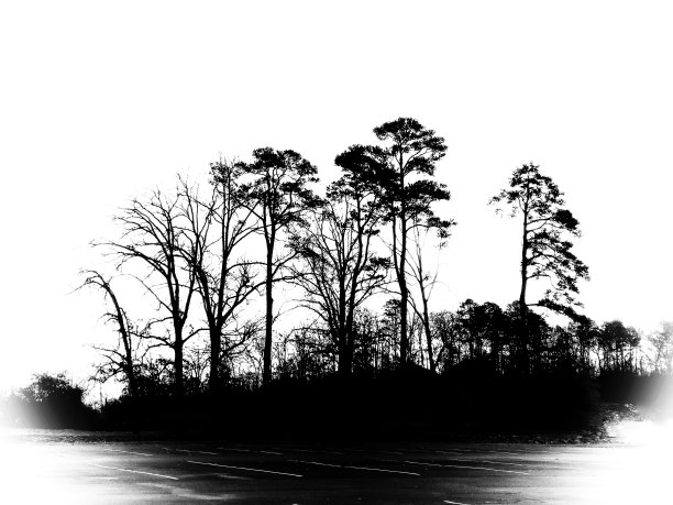 轮廓的树木图片下载