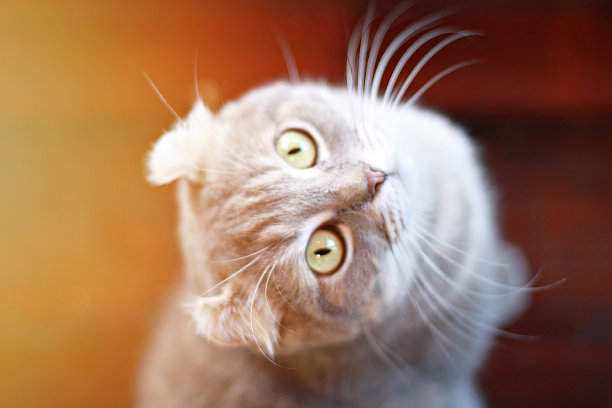 可爱的小猫抬头坐在木制的背景上图片下载