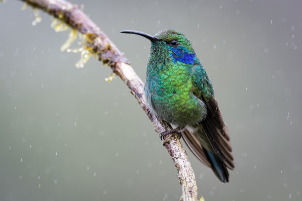 Violetear蜂鸟图片下载