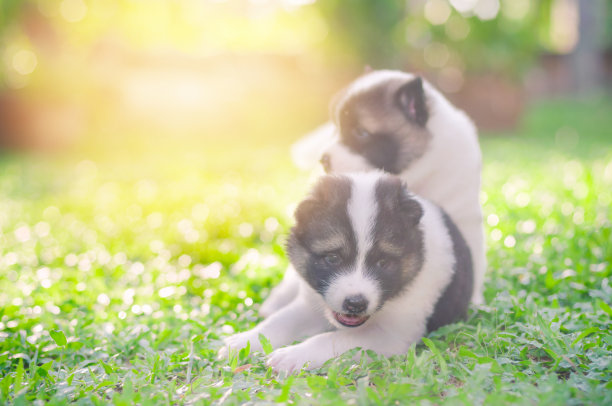 狗bangkaew在早上的草地上玩耍图片下载