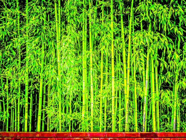 绿色的竹子图片下载