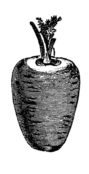 胡萝卜图片下载