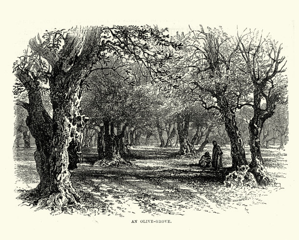 圣地的橄榄林，19世纪图片下载