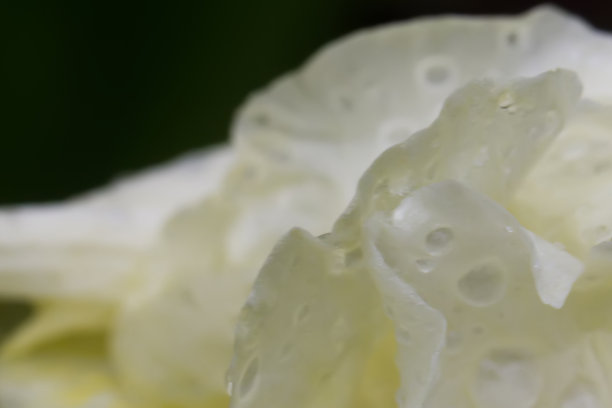 下降。花瓣。图片下载