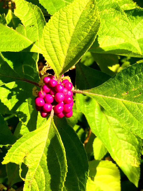 灌木上的粉红色浆果图片下载