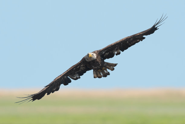 白头海雕图片下载