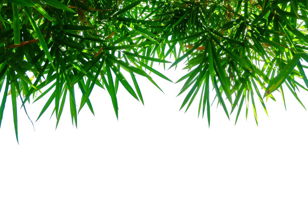 竹叶孤立在白色上图片下载