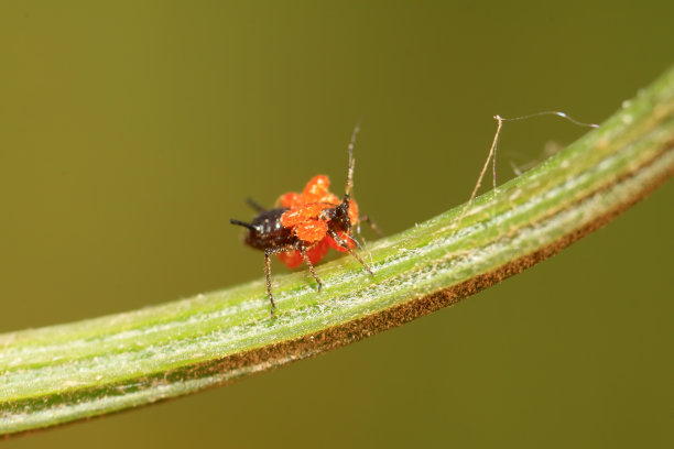 野外植物上的朱砂叶螨素材图片