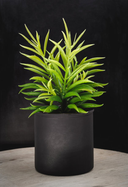 木面板背景上的新鲜树盆。室内植物装饰。图片下载