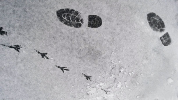 初雪时留下的鸟的痕迹和鞋印。图片下载