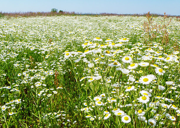 田野中的雏菊的背景图片下载