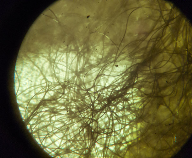 通过显微镜观察粘胶纤维图片下载