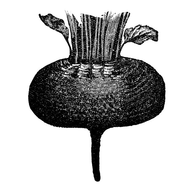 甜菜根图片下载