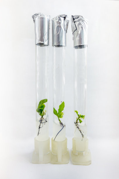 利用离体快繁技术，近距离观察克隆栎(Quercus robur L.)试管内营养培养基中的微型植物图片下载