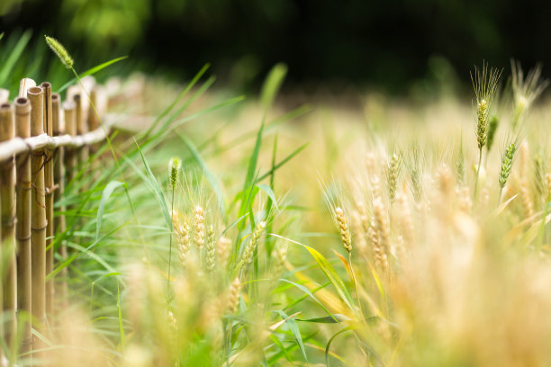 秋天成熟的小麦背景素材图片
