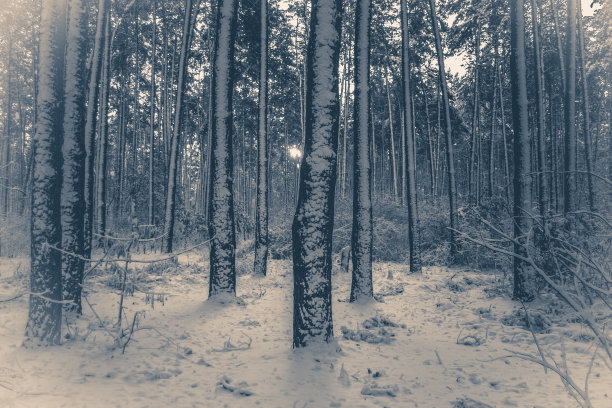 老旧的照片。松树在魔法森林的冬天图片下载