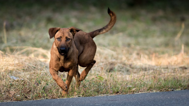 流浪狗。图片下载