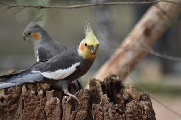 科卡蒂尔 （尼姆菲库斯 · 霍兰吉库斯）图片下载