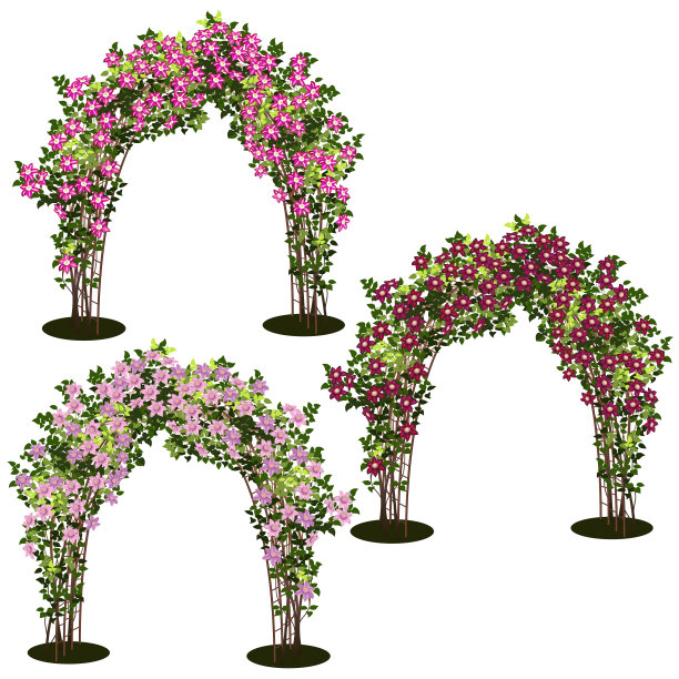 带有灌木铁线莲和绿叶的拱门图片下载