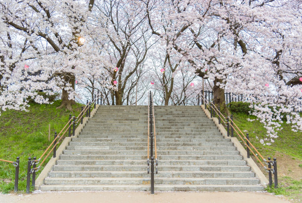 日本埼玉县盛开的樱花图片下载