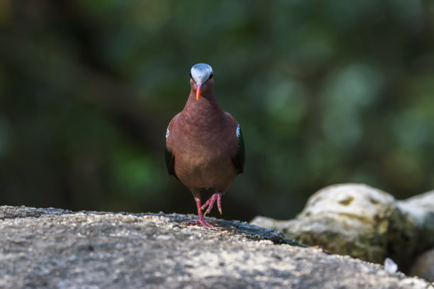 美丽的普通祖母绿鸽子或亚洲祖母绿鸽子行走，泰国图片下载