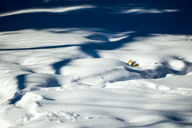 雪图片下载
