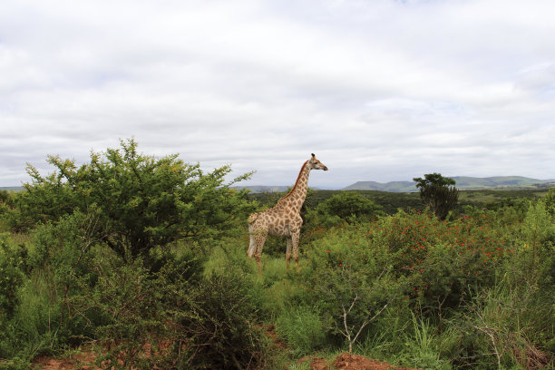 野生非洲长颈鹿图片下载