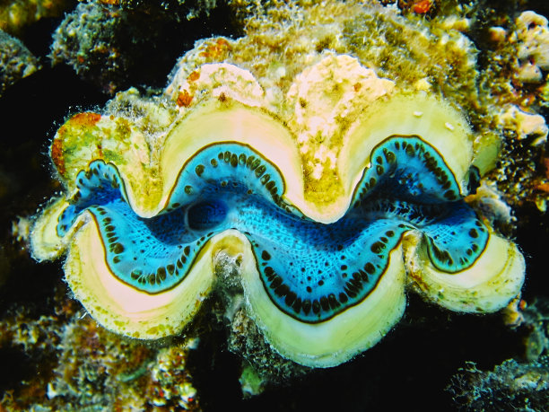 水下砗磲蛤蜊特写图片下载