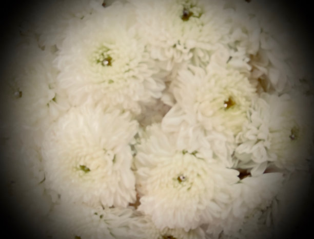 美丽的花的背景。图片下载