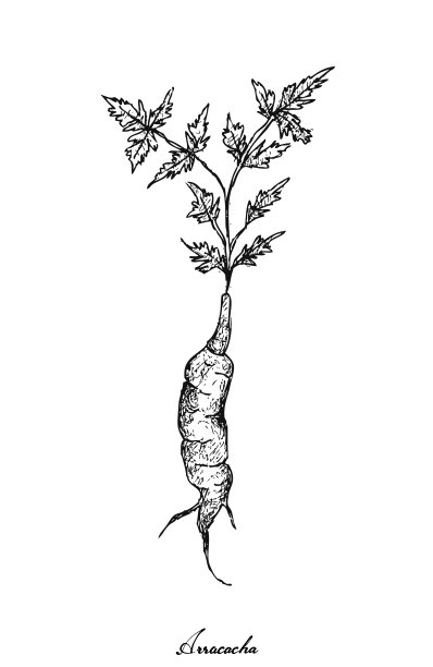 白色背景上的手绘Arracacha图片下载