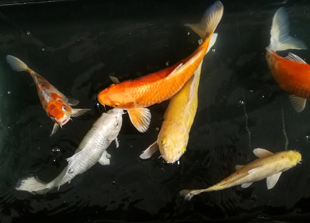 鲤鱼或鲤鱼在池塘里游泳，游泳的运动，选择焦点图片下载