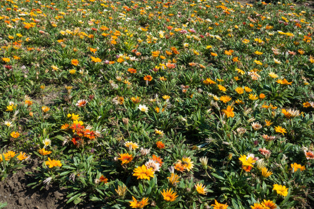 花坛上播种着许多五颜六色的gazanias图片下载