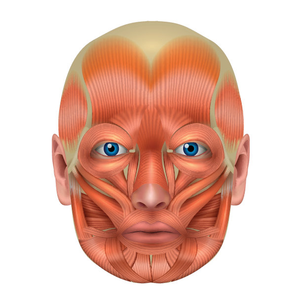 面部肌肉图片下载