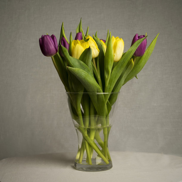 美丽的郁金香花在灰色的背景图片下载