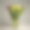 美丽的郁金香花在灰色的背景图片下载