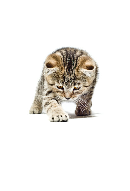 卧卧小猫苏格兰直系品种孤立在白色背景图片下载