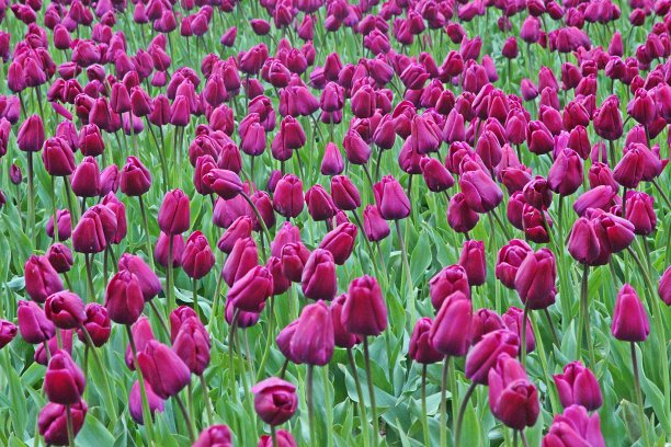 郁金香!图片下载