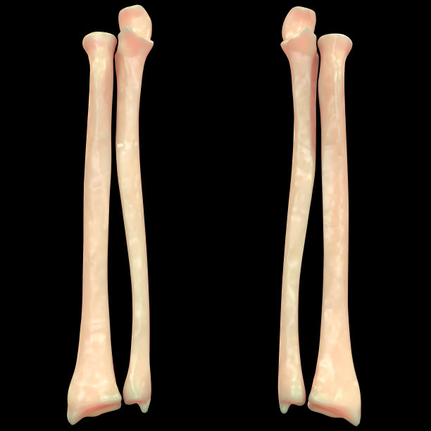 人体骨骼系统解剖学图片下载