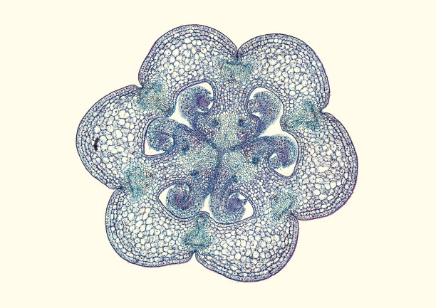 百合子房-显微镜下横切面图片下载