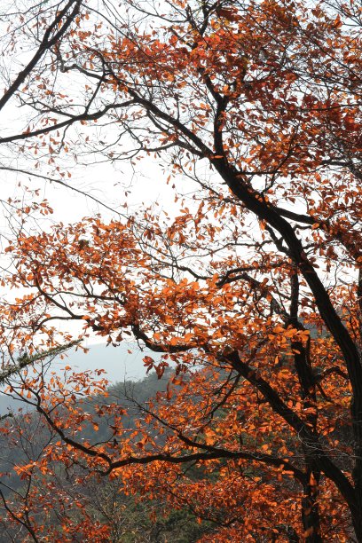 森林里的秋叶图片下载