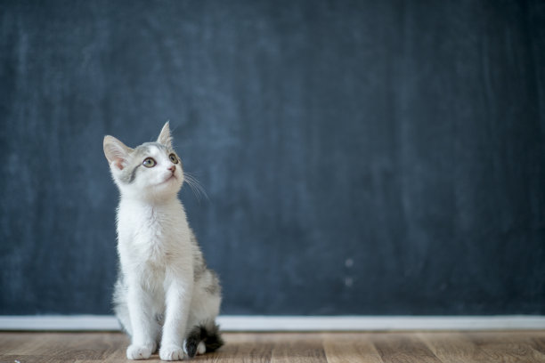 奇怪的猫素材图片