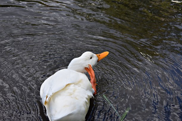 白色野鸭在河边游泳图片下载