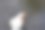 白色野鸭在河边游泳图片下载