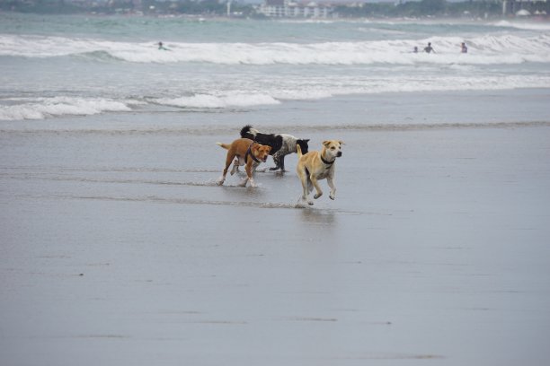 谁把狗放出来的图片下载