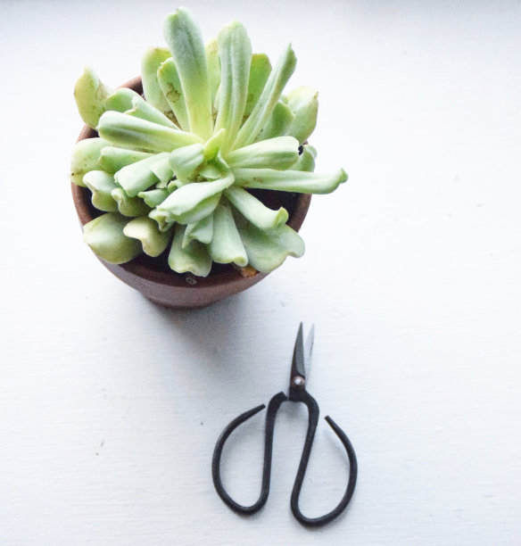 多汁的锅图片下载