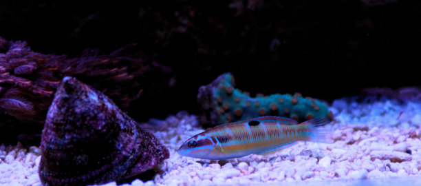 青月濑鱼，地中海海鱼图片下载