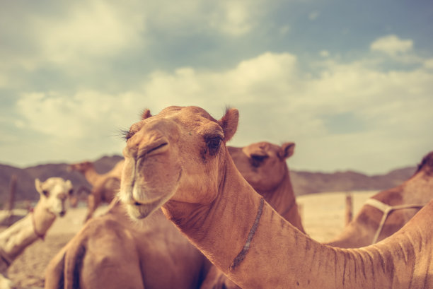 动物的照片素材图片