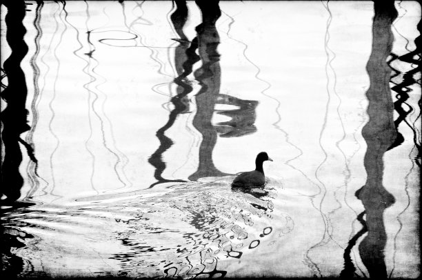 水中鸭子剪影图片下载