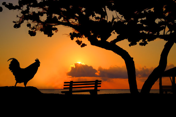 公鸡在海滩上享受日出图片下载