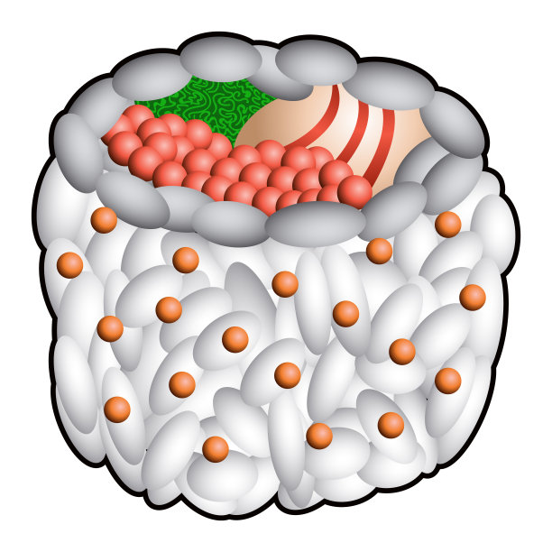 孤立的寿司插图图片下载